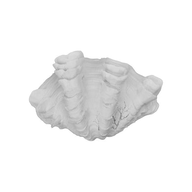 Clam Shell White